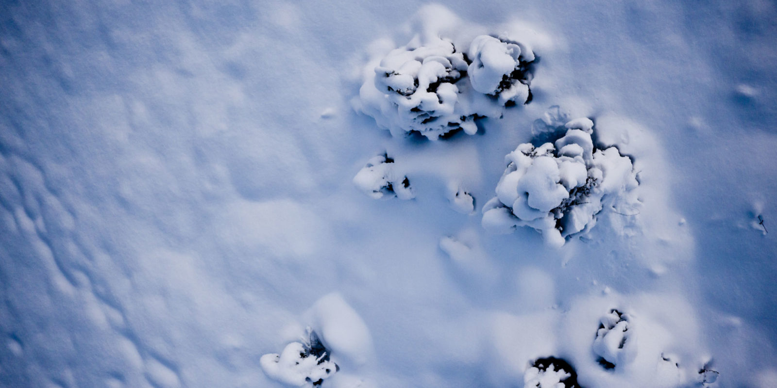 Snow from above