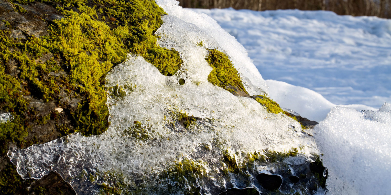 Solid-Shot_MOSS-and-ICE_web-size